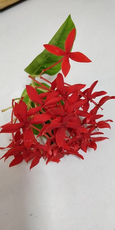 红色的花