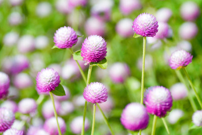 球形苋菜花。