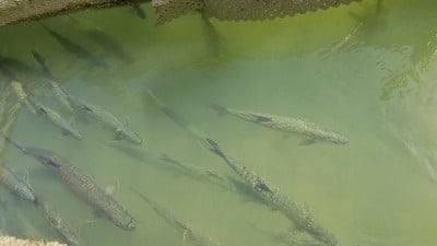 海中的鱼儿