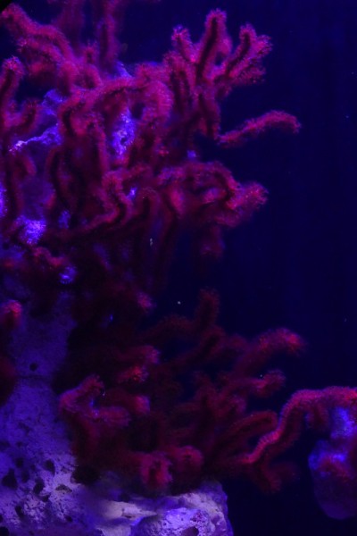 红色Menella Gorgon
