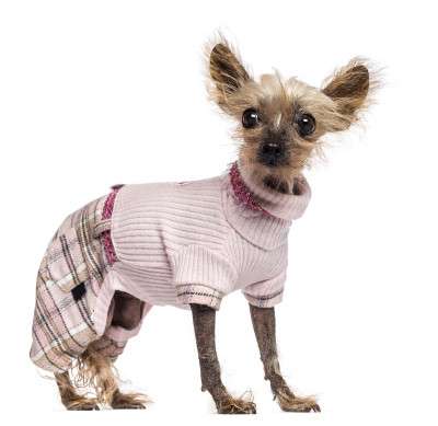 中国冠毛犬，穿着粉红色衣服，站着看别处