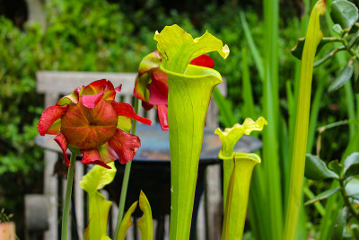 一种肉食性的黄色猪笼草的红色花的特写，Sarracenia flava purpurea或Gelbe