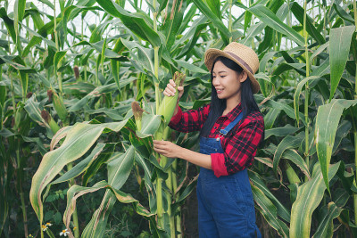快乐的农民在玉米地里