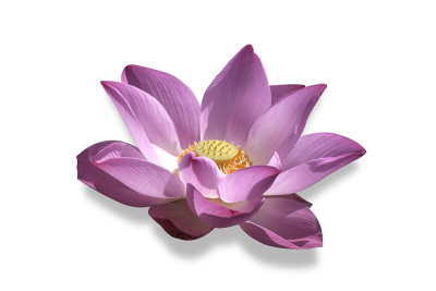 莲花