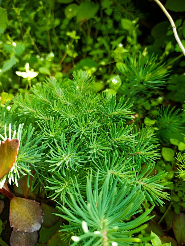 美丽的花生长在花园里