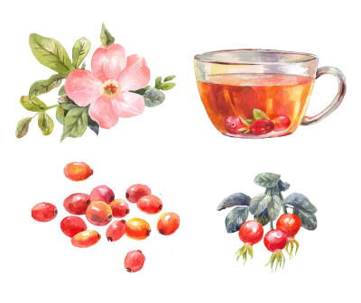 玫瑰果茶。水彩花，浆果，输液枝。