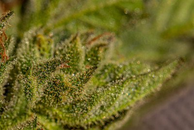 草的特写镜头
