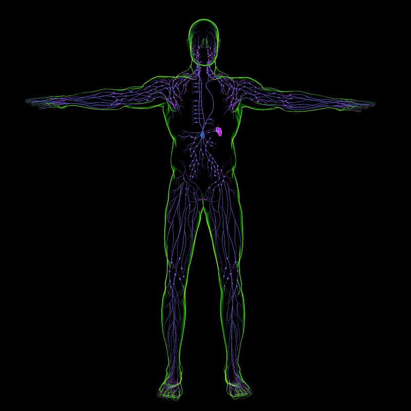 人体淋巴结解剖用于医学概念3D渲染