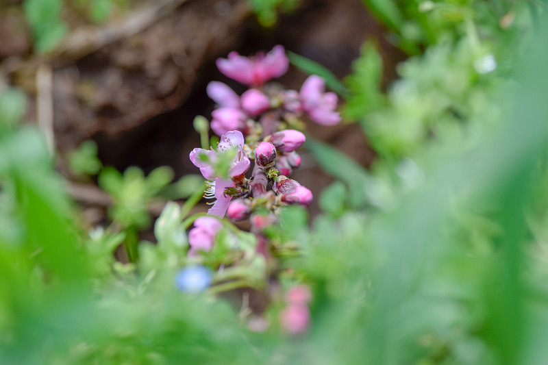 鲜花绽放新春新春