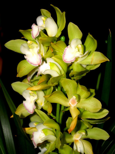 兰花的花