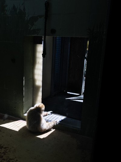 孤独的拉尔长臂猿