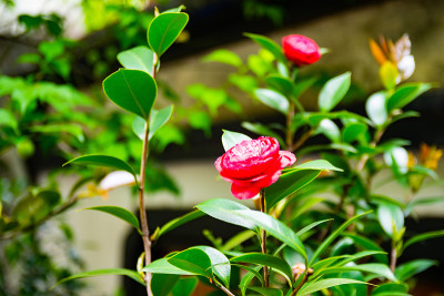花近视图