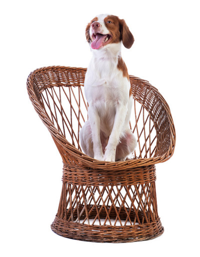 椅子上的布列塔尼猎犬
