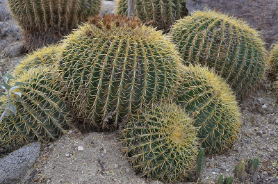 金桶仙人掌(Echinocactus Grusonii)的特写