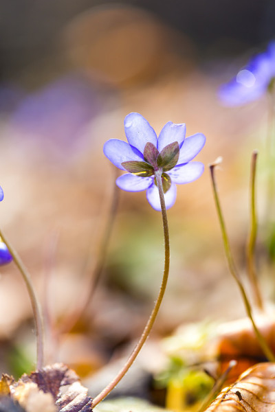 近距离地苔花