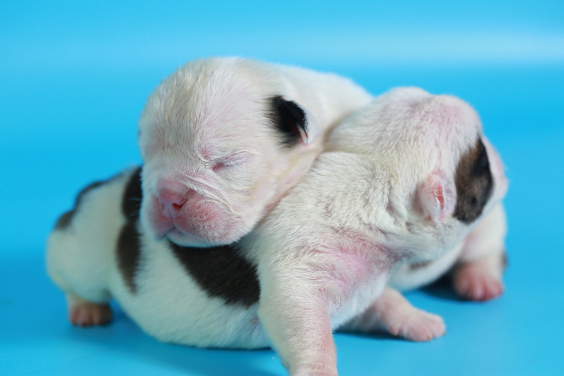 7天纯种英国斗牛犬幼犬