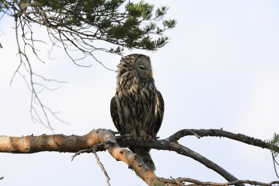 乌拉尔猫头鹰(Strix uralensis)瑞典