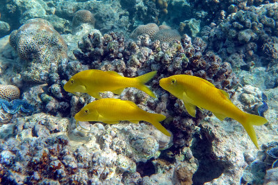 黄鞍山羊鱼(Parupeneus cyclostomus))，
