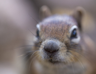 Squirrel-portrait