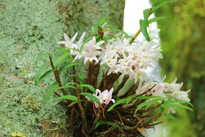 森林，Hallasan，山谷，石头，苔藓门，苔藓楼梯，苔藓，寺庙，Hyonom，