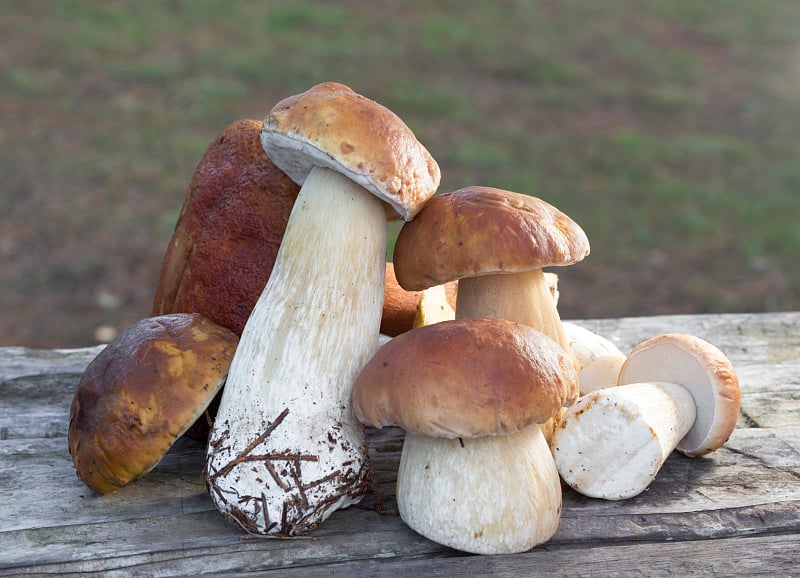 收获的野生牛肝菌木质表面