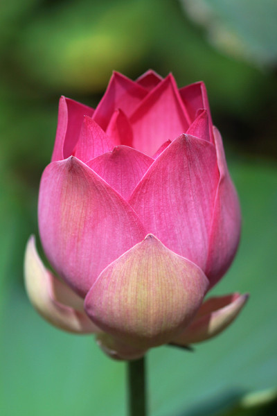 莲花,泰国。