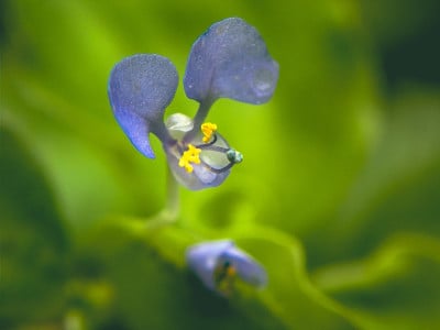 Commelina benghalensis
(孟加拉花)天花，蓝色。