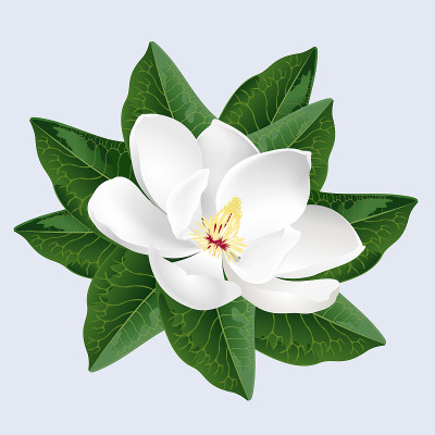 白玉兰花，现实的矢量插图。