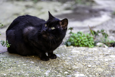 街上的黑猫