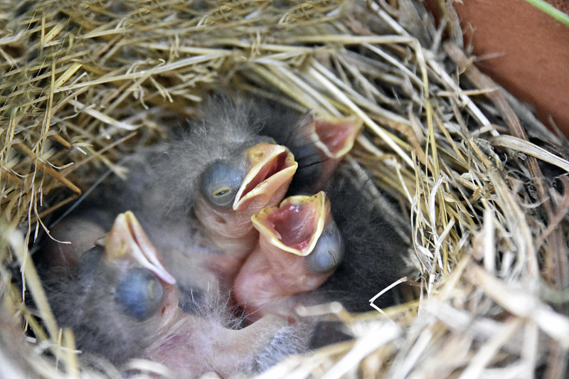 中式帆船Hatchlings