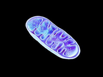 线粒体，细胞器，产生能量，细胞能量和细胞呼吸，DNA, 3D渲染
