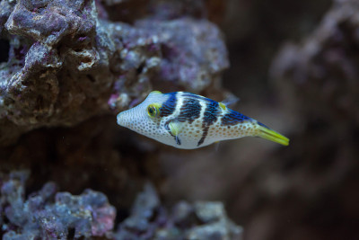 华伦天尼的尖鼻羽绒服(Canthigaster valentini)