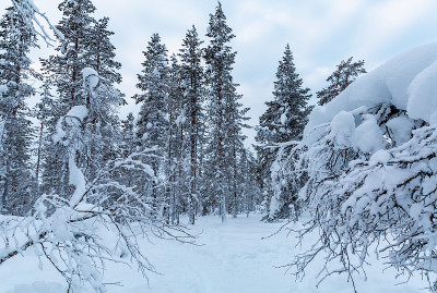 在芬兰的拉普兰，冬天的雪景和冰冻的树木