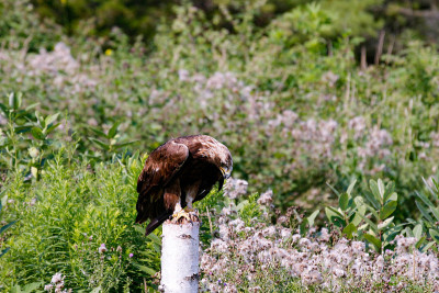 Series of photos showing a golden eagle taking off