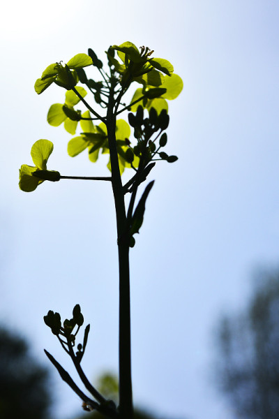 美丽的油菜花