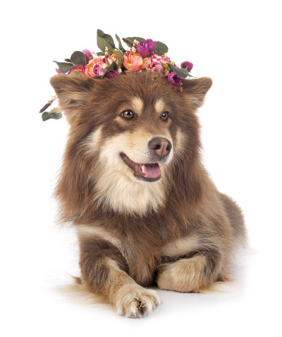 芬兰Lapphund