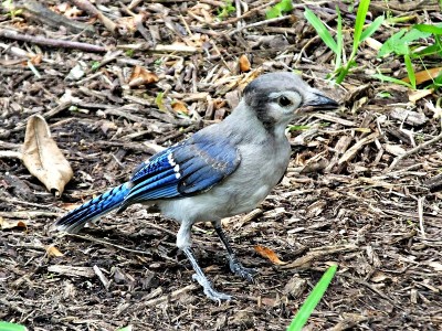 冠蓝松鸦(Cyanocitta cristata)站在地膜上