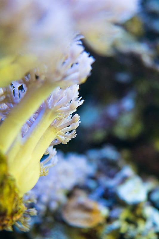 corals are very close