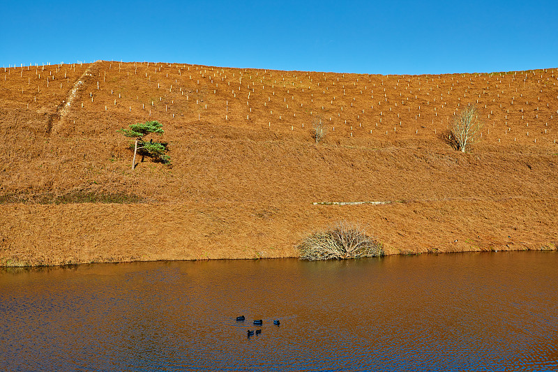 池塘鸭在北海岸散步，泽西岛，海峡群岛