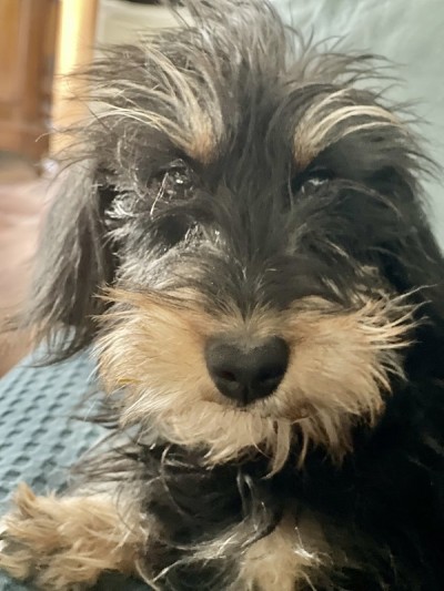 卡宁臣腊肠幼犬，鬃毛，黑色和棕褐色