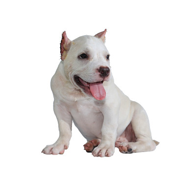 白色斗牛犬孤立在白色背景和剪切路径内