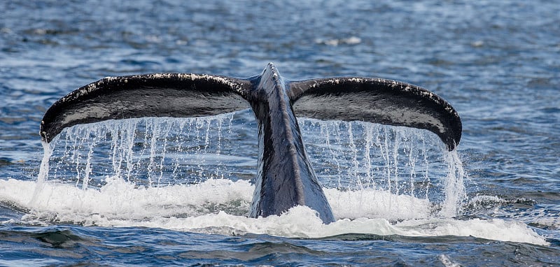 Tail humpback whale above the water surface close 