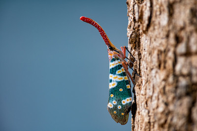 Fulgorid bug,灰飞虱