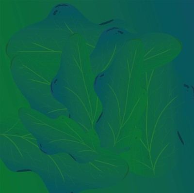 Abstraction-cabbage