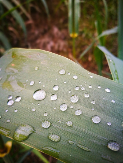 雨滴落在树叶上