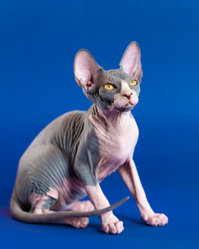 蓝白两色的斯芬克斯小猫好奇地抬起头来，紧张地坐在蓝色背景上