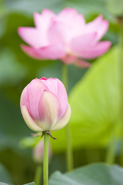 荷花，睡莲