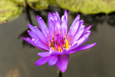 河里的紫莲花