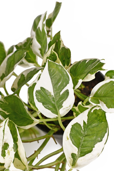 热带植物“Epipremnum Aureum N' joy”室内植物的特写，白色和绿色的杂色叶子
