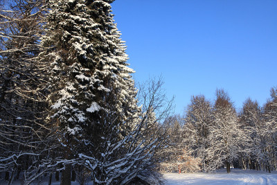 雪森林